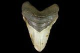 Huge, Fossil Megalodon Tooth - North Carolina #124326-1